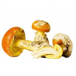 Amanita caesarea