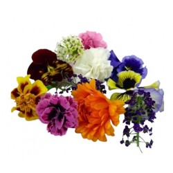 Flores pensamientos minis...