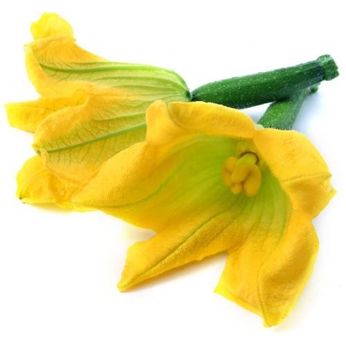 Flor de calabacin