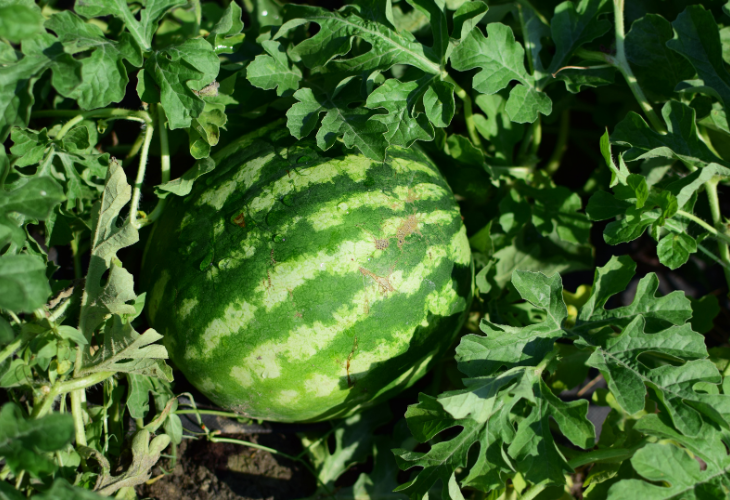  sandía: todo lo que debes saber sobre esta fruta de verano