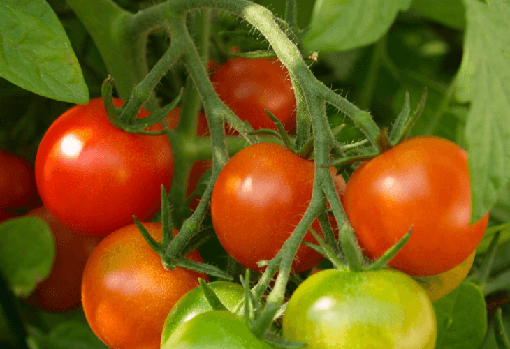 Conoce Las Variedades De Tomate Más Comunes Blog Frutas Charito