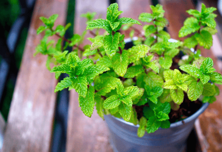 Diferencia entre menta y hierbabuena