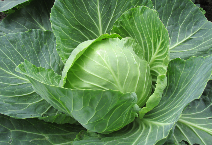 Verduras de temporada en diciembre