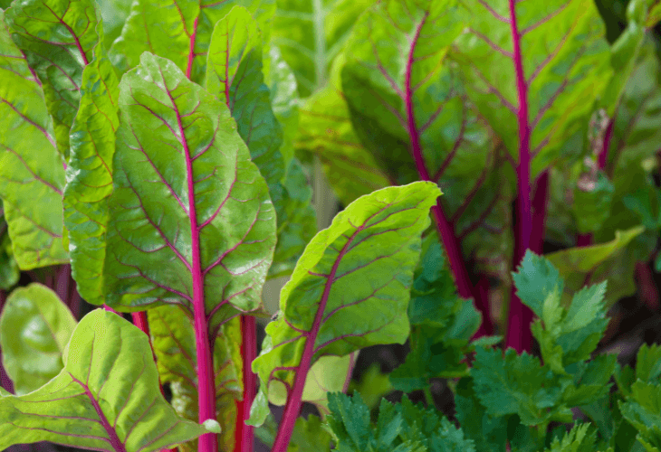 Frutas y Verduras de Temporada en Enero